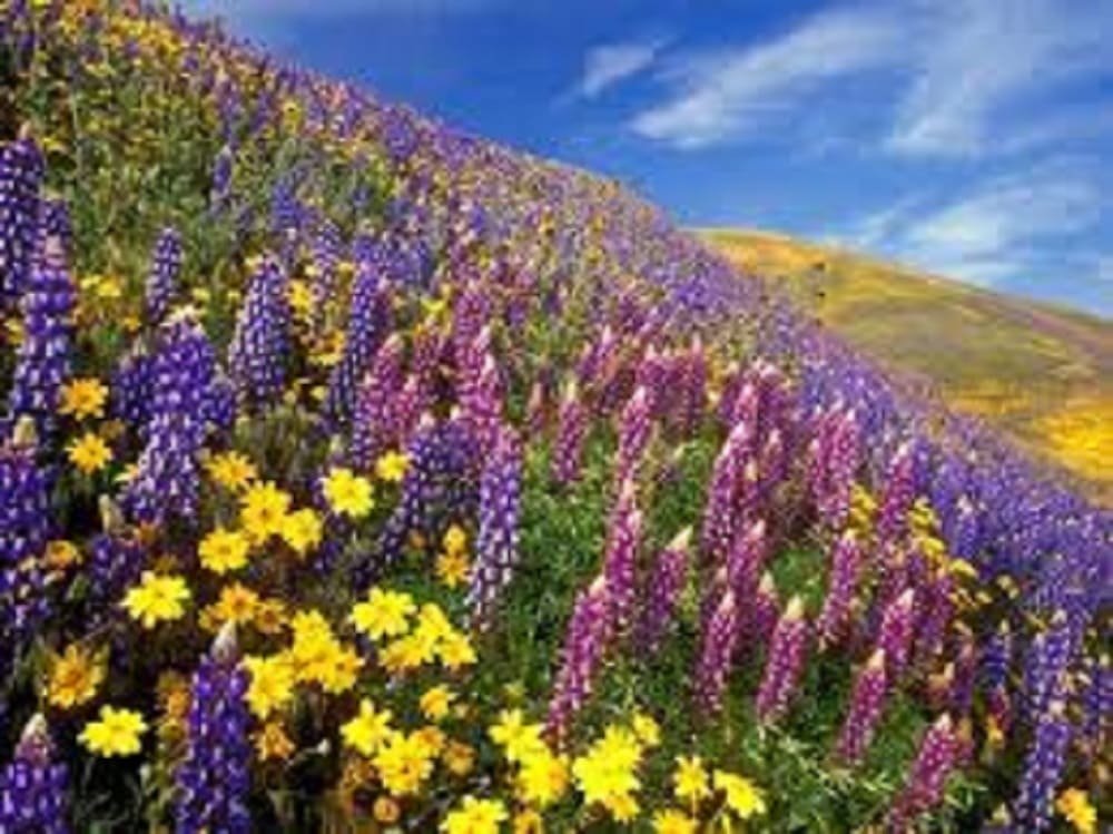 Valley of Flowers Sikkim: Beautiful Yumthang Valley